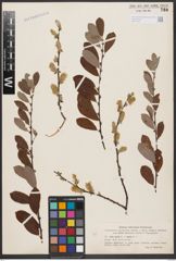 Foto von Salix aurita L. x Salix repens L.